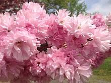 Maybe you would like to learn more about one of these? Prunus Kanzan Wikipedia