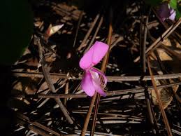 Image result for Galactia