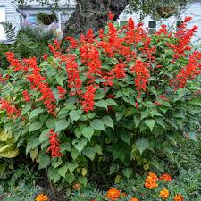 Image result for Salvia