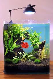 55 Best Aquascaping Design Ideas To Decor Your Aquarium Aquarium Decorations Aquarium Fish Fish Tank