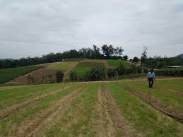 Ternakan semakin mengecil dan terhad. Dari Bidang Pastri Ke Pertanian Moden Malaysia Aktif