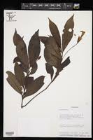 Image result for Anisotes pubinervius