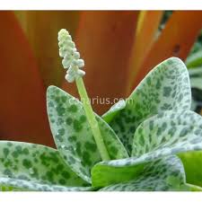 Image result for Drimiopsis