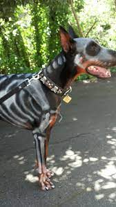 We did not find results for: Doberman Halloween