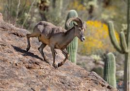 Voice your support for appropriate public, park and private land management that protects bighorn, particularly in mountain ranges within our public lands that have been designated national. Desert Bighorn Sheep In The Santa Catalina Mountains Sonoran Images