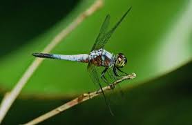 Image result for Brachychloa