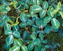 Image result for Desmodium incanum