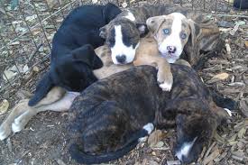 Shepherds, labradors, chihuahua puppies, terriers, hounds in ft smith, ar. Second Chance Rescue Rehoming Gainesville Florida