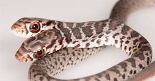 Smash your way up the food chain as you evolve into the ultimate little big snake. Rare Two Headed Snake Found In Florida