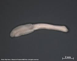 Image result for Bullockia setiflora