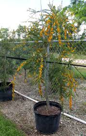 Image result for Brya