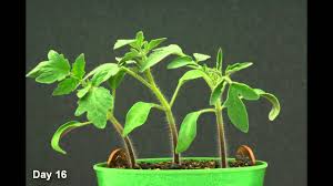 Time Lapse Tomato Plant Hd