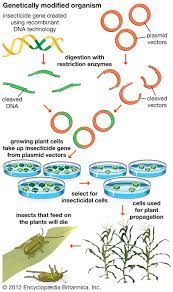 We did not find results for: Genetically Modified Organism Definition Examples Facts Britannica