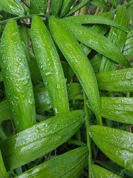 Image result for Chamaedorea microspadix
