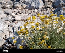 Image result for Helichrysum decorum