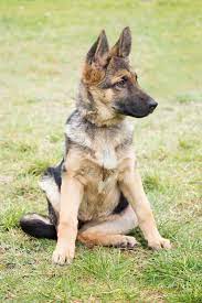 They will came with vet pappers. Average Cost Of Buying A German Shepherd With 21 Examples Embora Pets