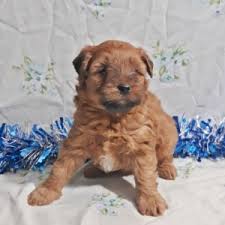 Ole Red A Red Male Whoodle Puppy 624485 Puppyspot