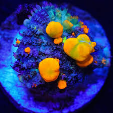 Maybe you would like to learn more about one of these? Wwc O G Bounce Mushroom Budgie Smuggler Acropora Collector Zoas Chalices More World Wide Corals Nano Reef Community