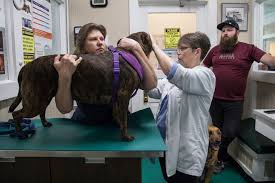 Here are 10 organizations that offer free or cheap and affordable vet care (includes places near you!) but vet care can be very costly, and if you're unemployed, living on a low income, or just going through a tough phase financially, affording it can be difficult, if not impossible. Patterson Dog And Cat Hospital In Detroit Is Oldest Veterinary Clinic
