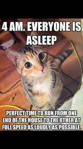 Pin By Rea Tv On Lol Cat Quotes Funny Funny Cat Pictures Funny Animal Memes