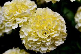 Which flowers should i send? Flower Flowers Dead Damasquina Carnation Chinese Nature Color Flowering Autumn Beautiful Death Pikist