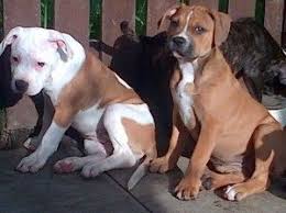 Black And White American Bulldog Mix American Bulldog Mastiff Mix Puppies For Sale Cute Baby Animals Cute Baby Animals Baby Animals Mastiff Mix