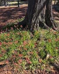 Image result for Freesia laxa