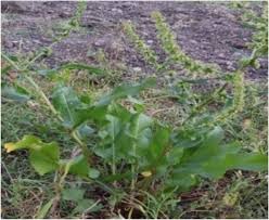 Image result for Rumex nepalensis