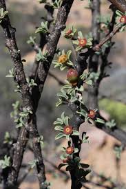 Image result for Euphorbia guerichiana