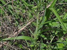 Image result for Rottboellia