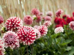 Wann ist es am besten, die dahlien zu pflanzen? Dahlien Pflanzen Tipps Und Tricks Wie Sie Es Richtig Machen Auf Garten De Gartenpflanzen Garten
