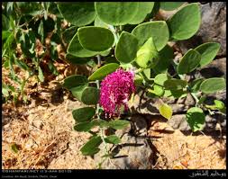 Image result for Capparis cartilaginea