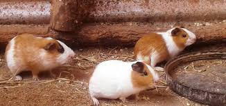 Dogs have a sensitive hearing ability to ultrasonic sounds. Farmer Sells Guinea Pigs By Roasting Them For Consumers