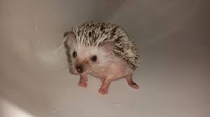 Common places to give hedgehogs a bath are in a sink, dishpan, infant bathtub, laundry sink, or a bathtub. A Spike Life A Gorgeous Baby After A Bath Tofu Is Already At His Forever Home With His New Mommy Darsini Moodley Hedgehog Aspikelife Animals Babyanimals Cutebabies Bath Bathtime Happyhedgehog FeÑ˜sbuk