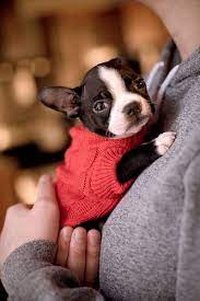 Learn about boston terrier breed; Pupstyle Com Baby Boston Terriers Puppies Cute Animals