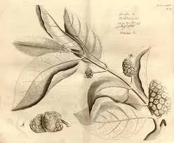 Image result for Morinda