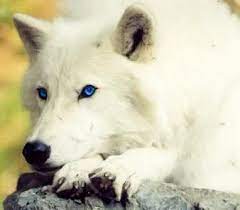 Beautiful White Wolf With Blue Eyes Wolf With Blue Eyes White Wolf Wolf Eyes
