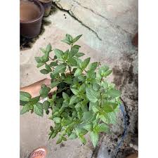 Peppermint (mentha x piperita) is a perennial herbaceous aromatic shrub, which belongs to the family of lamiaceae (the family of rosemary and lavender). Edible Organic Chocolate Mint Herb Potted Plant Shopee Singapore