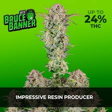 Light can be natural (outdoor growing) or artificial (indoor growing). Best Light Schedule For Autoflowers Fast Buds