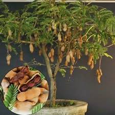 With proper care, your bonsai will remain healthy, beautiful and miniature for many years to come. Ceylon Tamarind Seeds Grow In A Pot As A Bush Or Tree Tamarindus Indica Bonsai Herb Seeds For Home 10 Seeds