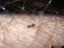 10 Best No See Ums Repellents To Sport In 2021 The Bug Agenda