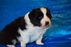 Check spelling or type a new query. 4 Week Old Border Collie Puppies Album On Imgur