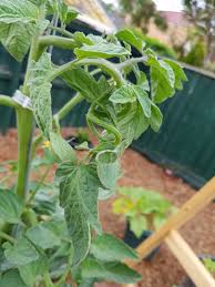 Curling leaves on a pepper plant in addition to commercial applications, herbicides from home gardeners or their Tomato Branches Curling Gardening Landscaping Stack Exchange