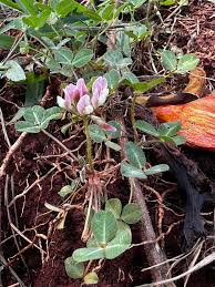 Image result for Erythrocephalum longifolium