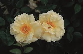 Image result for Gardenia
