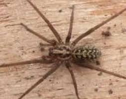 Common Spiders Found In Central Oregon Osu Extension Service