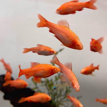 aquascapes808 | Catchy Albino Cherry Barb makes a great addition to your  aquarium. #aquarium #catchy #fish #albino #cherry #barb #fishtank  #aquascapes... | Instagram
