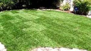 Save Water With Marathon Grass Youtube