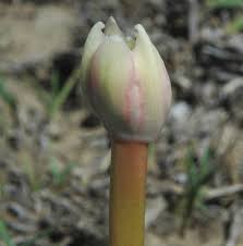 Image result for Haemanthus montanus