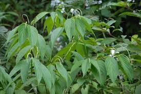 Image result for Piper capense